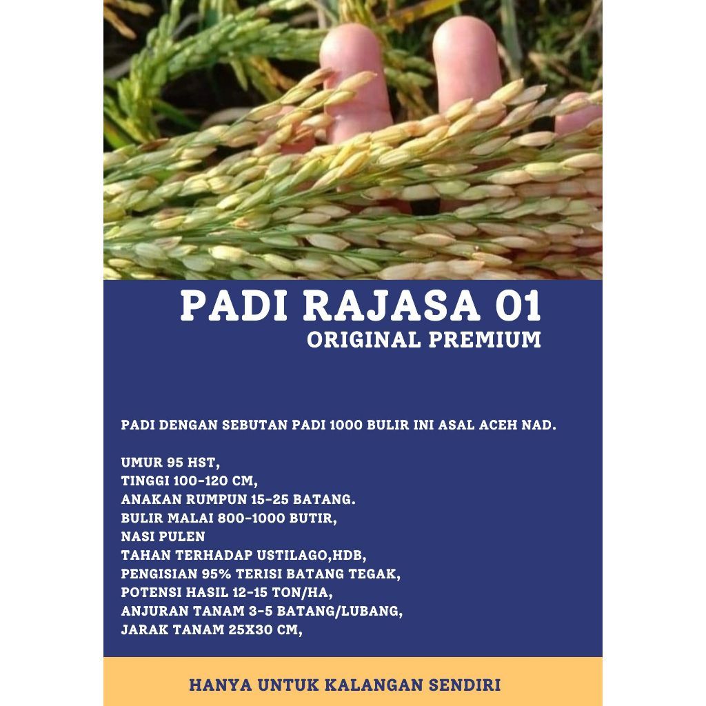 Padi Rajasa 01 ORIGINAL PREMIUM Kemasan 5 Kg