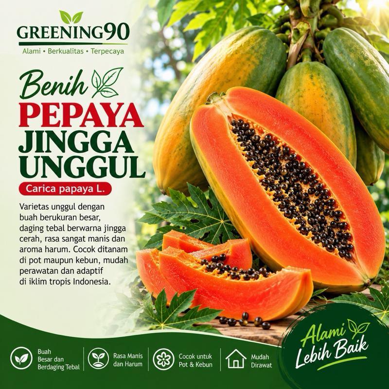 isi paket 10 benih biji pepaya jingga unggul