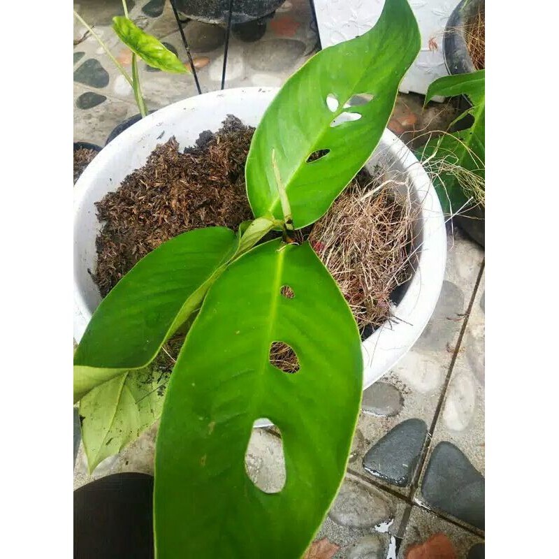 Duda Bolong, Duda Bolong Tanaman Hias Duda Bolong Megasperma (Bonggol)