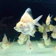 Kaviat Albino SB Kaviat Green - ETALASE Hiasan aquarium dan kolam ( Team Kutu 9 ) COPY 3
