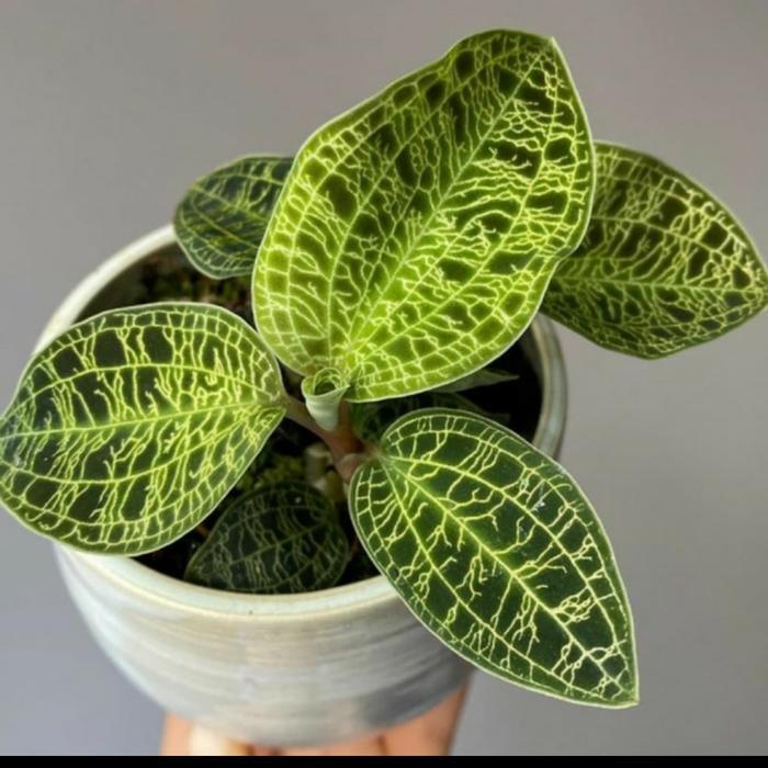 Ready stok tanaman hias jawel orchid macodes - macodea jawel orchid