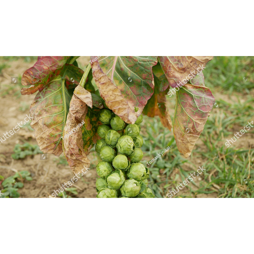 LPG Benih  bibit Kubis Mini