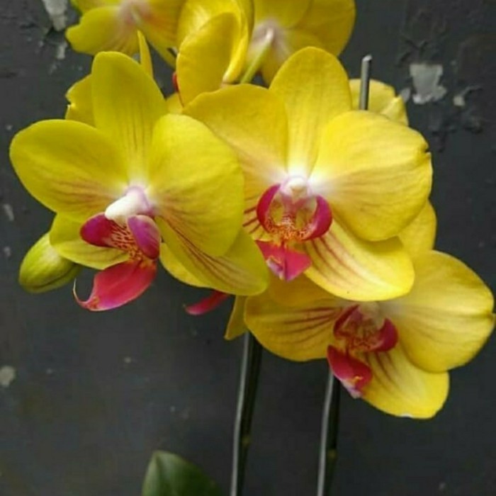 anggrek bulan dewasa yellow red - anggrek bulan dewasa siap berbunga