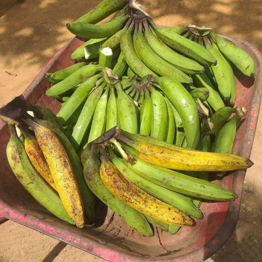 Mentah 1 Kg Pisang Tanduk / Byar Super Asli gunung Muria