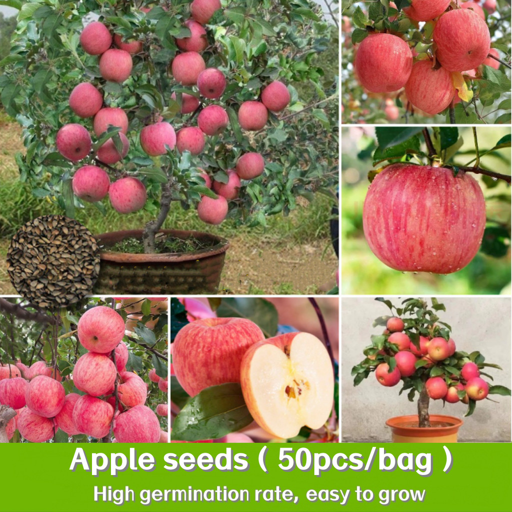 30pcs/bag Apple benih APEL for Sale Fruit biji for Planting Dwarf Apple Tree Seeds Balcony Fruits Po