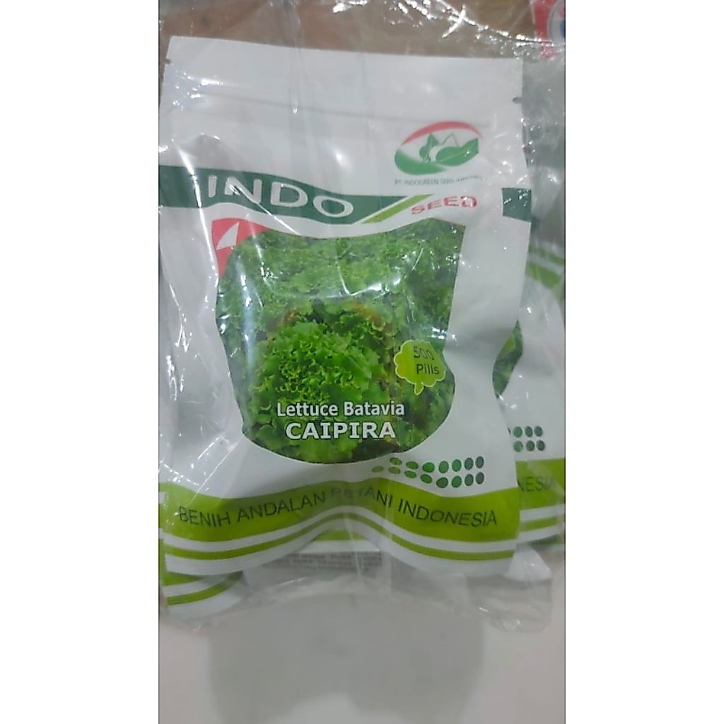 Benih Selada Batavia Caipira Indo Seed 500 Pills