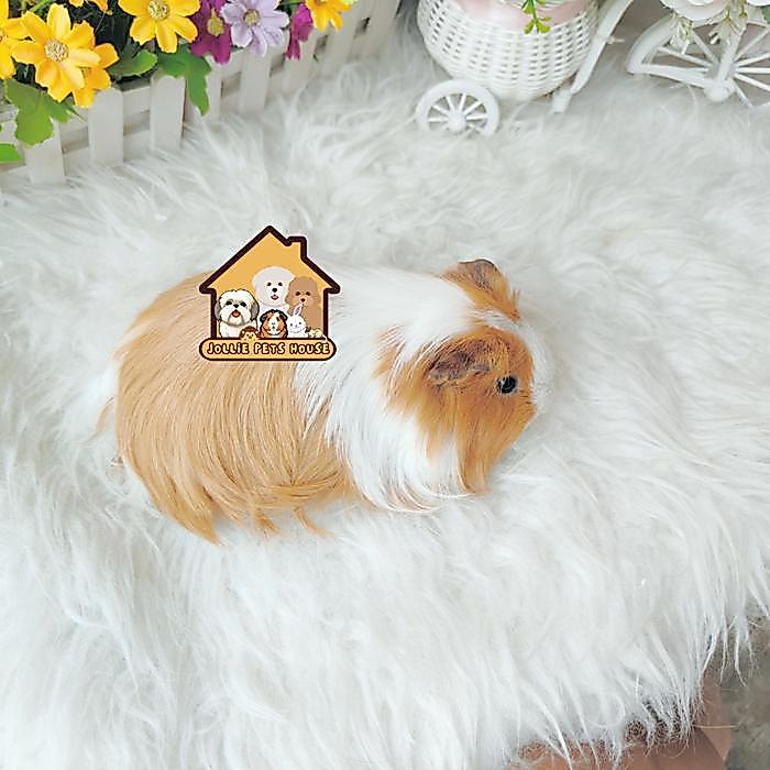 Terlariss guineapig silkie Guinea pig marmut cavy gp cavi sheltie tikus belanda