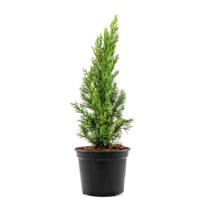 tanaman pohon cemara natal /bibit pohon cemara Natal tinggi 40 cm