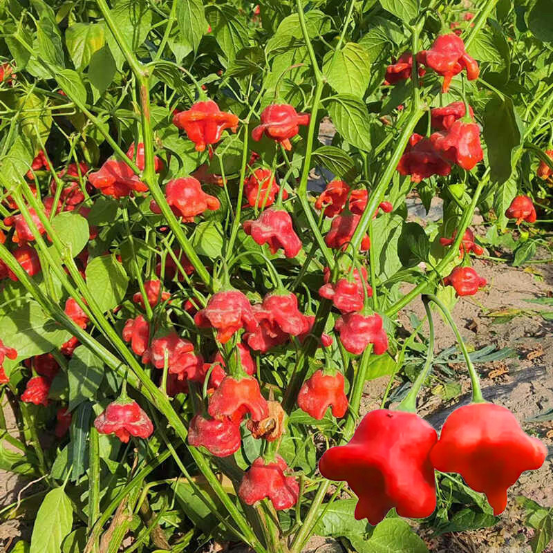 (Fast Growing 100 Seed) 100% Fresh Organic Jamaican Chili Pepper Seeds Rare Red Hot Pepper Seeds Org