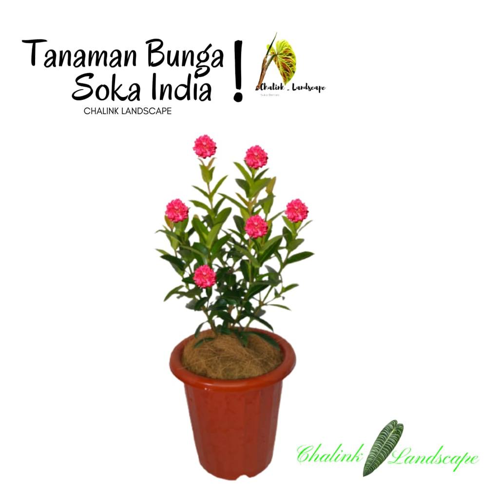Tanaman Hias Bunga Soka India / Tanaman bunga soka merah