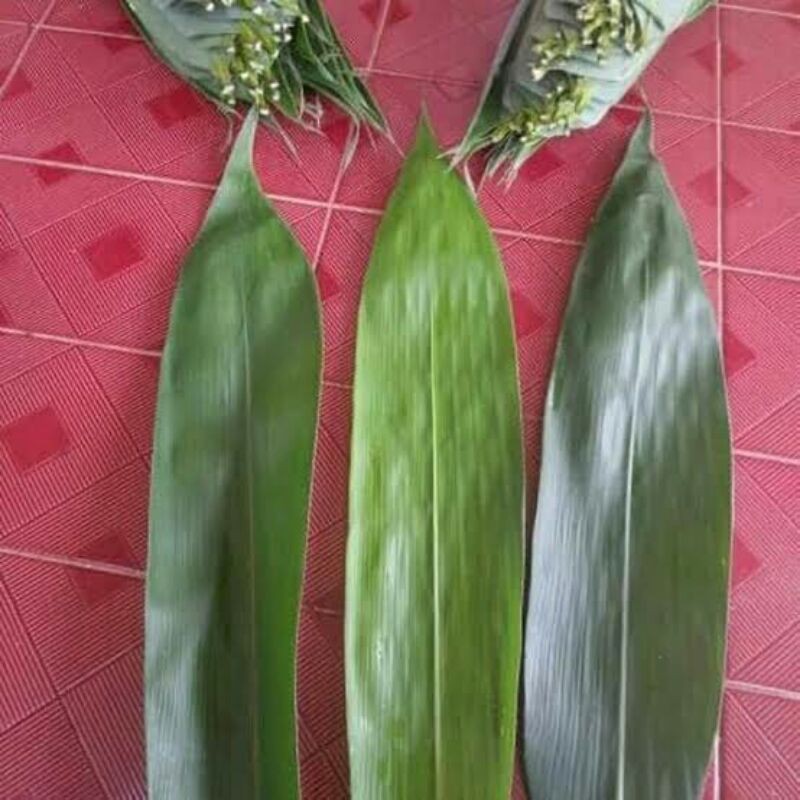 Daun Bambu Bakcang, Daun Bambu Bacang Jumbo