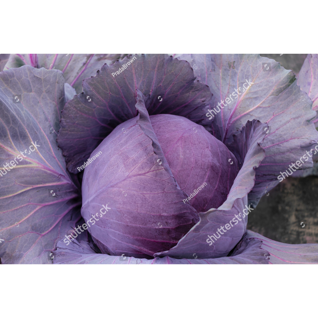 PDG Benih KUBIS UNGU