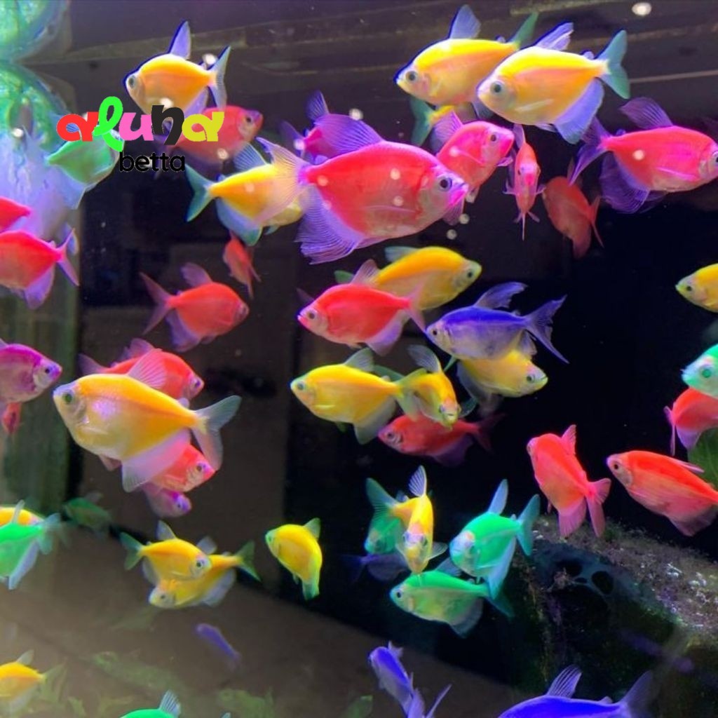[BERGARANSI] Ikan Hias Glofish Tetra Size S Glowfish Tetra Ikan Warna Warni Ikan Glow In The Dark Hi