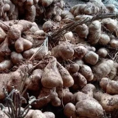 UBI GEMBILI - UMBI GEMBILI MAKANAN TRADISIONAL