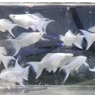 INDUKAN IKAN MOLLY PLATINUM (SEPASANG) BERGARANSI (Bonus Pakan)