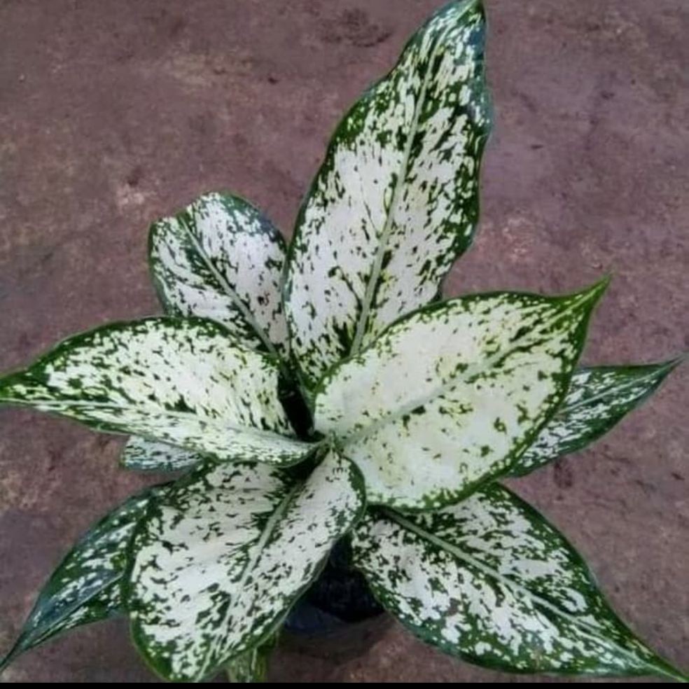 tanaman hias aglonema snow white - pohon aglonema snow white - aglonema snow white