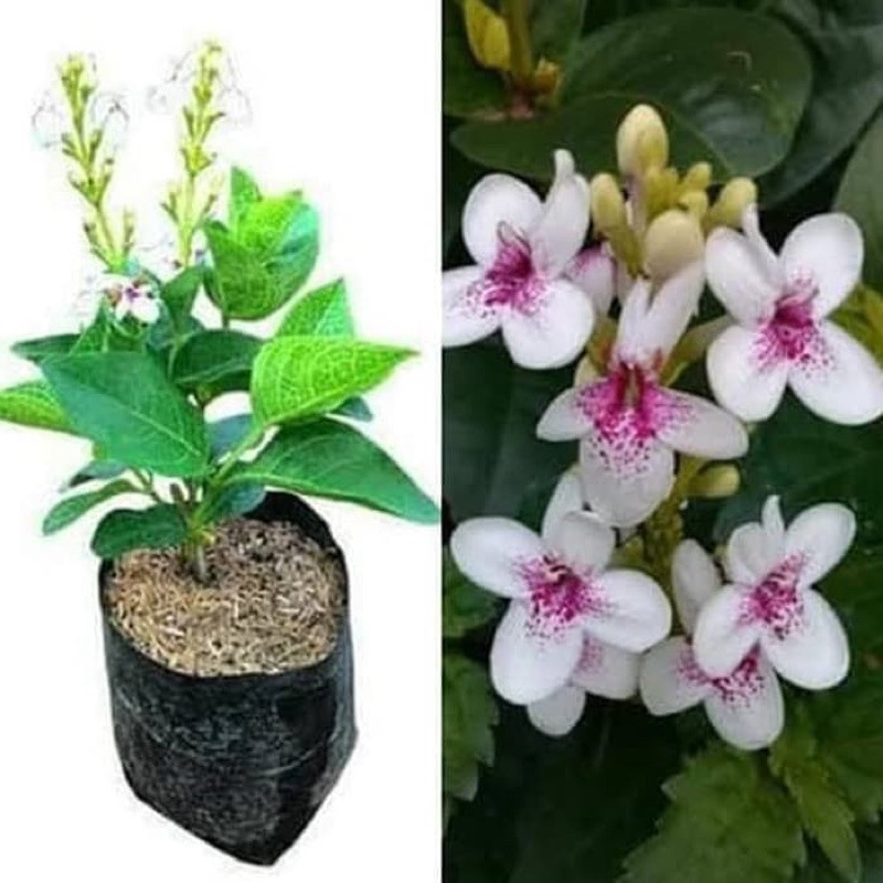 tanamanhias melati jepang - tanaman melati jepang - bunga melati