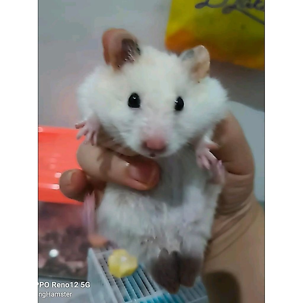 Hamster Syrian Lucu Jinak Dan Gembul - Hamster Sirian Murah Medan Big Bone - Hamster Syrian Long Hai