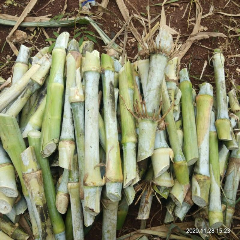 Promo Termurah 10 Kg Bibit Rumput Pakchong / Bibit Napier Pakcong / Bibit Pakchong Pakan Ternak / Bi