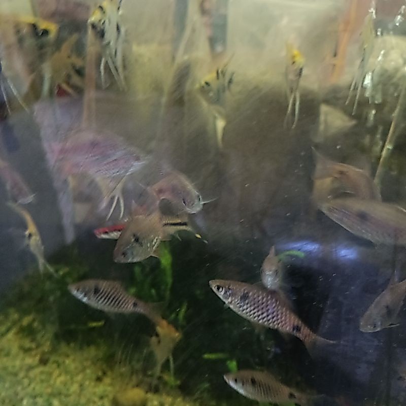 Hiasan Aquarium Odessa Barb