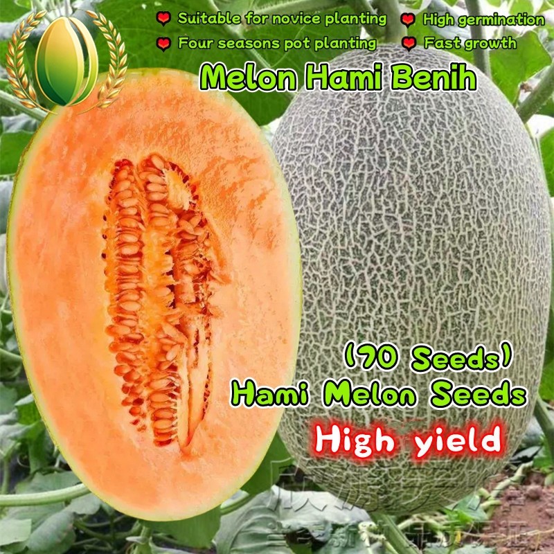 70 Biji Melon Hami Dijual, Biji Melon Manis Hasil Tinggi Untuk Penanaman Bonsai Hami Melon Seeds