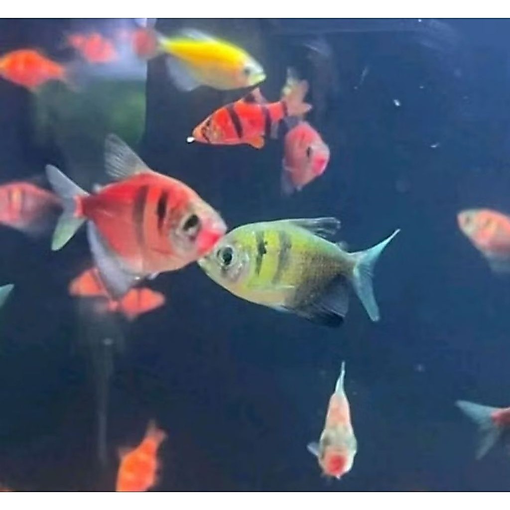 sepasang paket isi 10 Glowfish warna warni Tiger Sumatra dekorasi Akuarium aquaseceps air tawar Berg