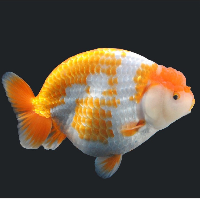 VIRAL BABYCU LIONCHU  RANCHU RW LINCAH 10-13 CM
