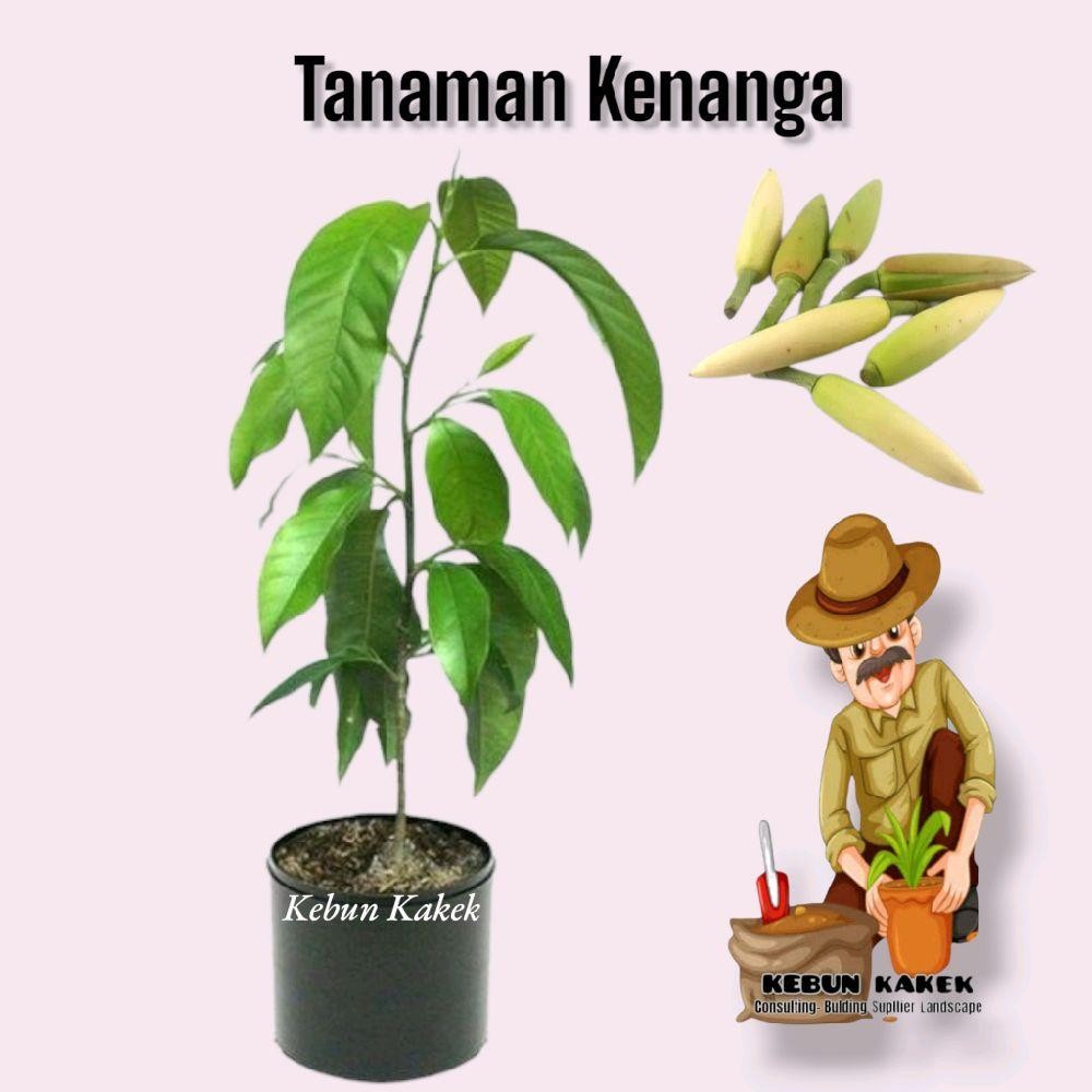 Tanaman Hias Bunga Kenanga / Tanaman Hias Hidup Bunga kenanga / Bunga Kantil