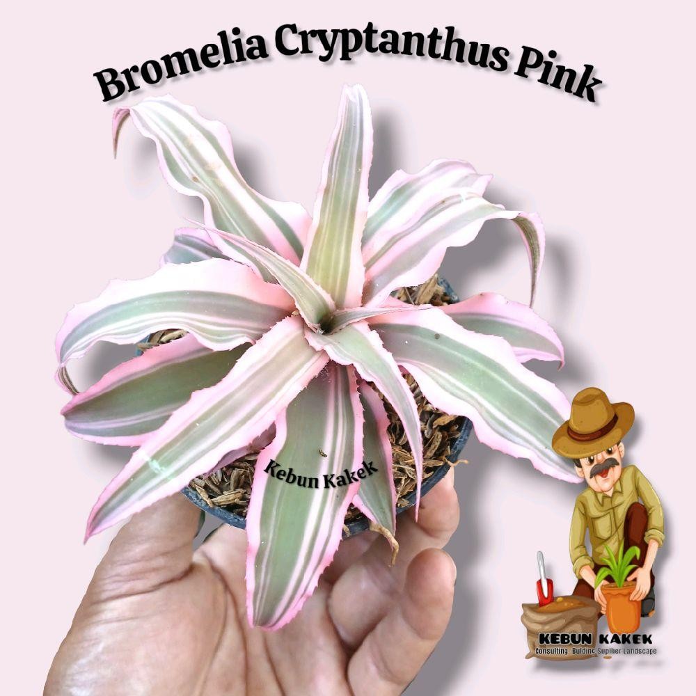Bromelia Cryptanhus Pink / Tanaman Hias Bromelia Cryptanhus Pink / Tanaman Hias Hidup Bromelia Mini 