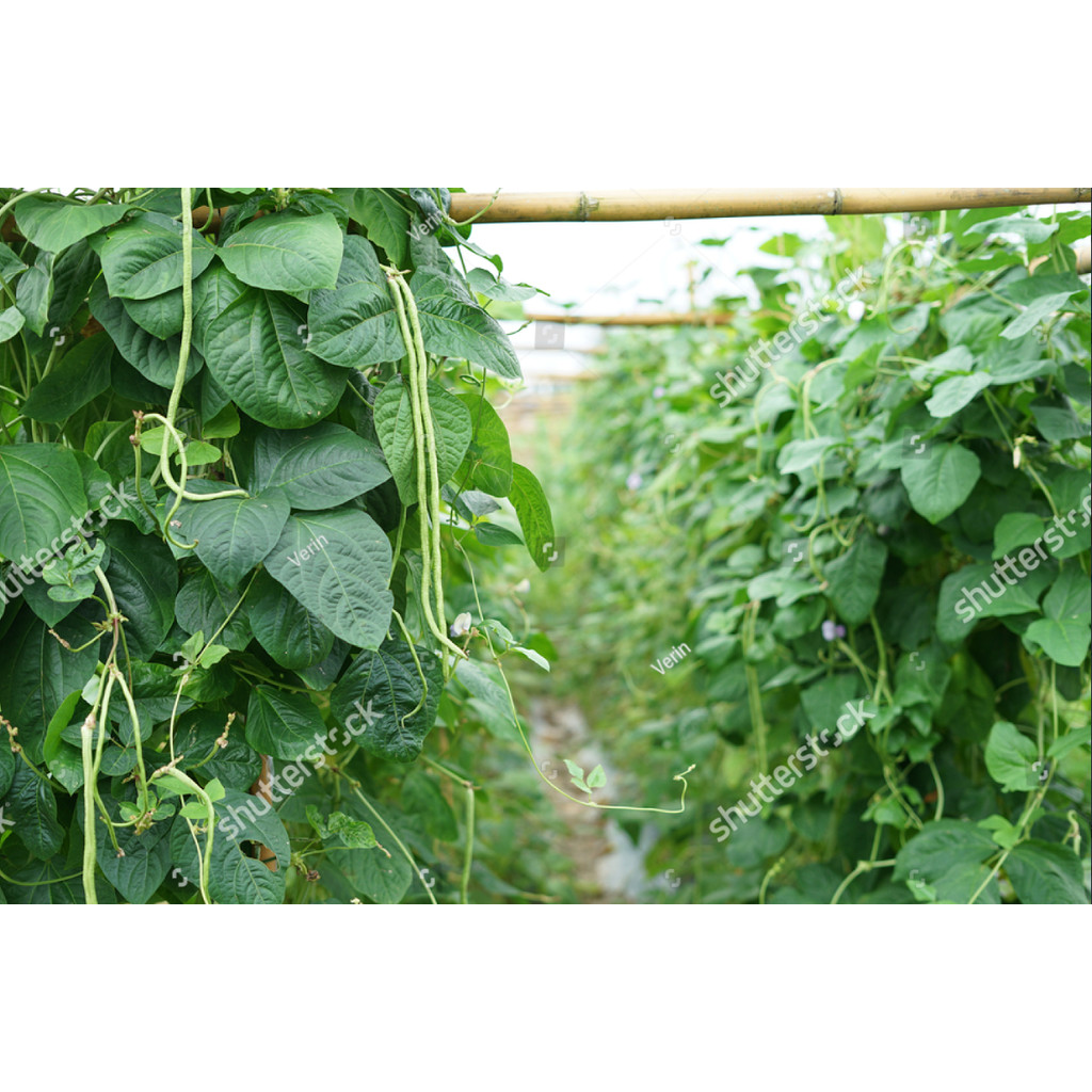 BDG Benih Bibit Kacang Panjang Unggul