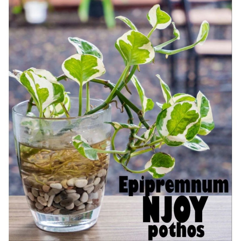 ( BISA COD ) Tanaman Hias Yg Hidup Di Air Tanaman Indoor Tanaman Hidup Dekorasi Rumah Tanaman Air Bu