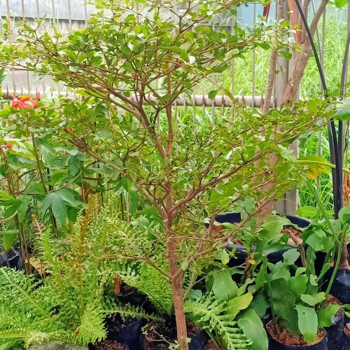 Pohon Ketapang Kencana - 1.5 meter