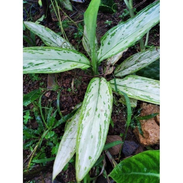 New Promo Aglonema chinese evergreen - sri rejeki pembawa hoki COD   Lokal_Jaya