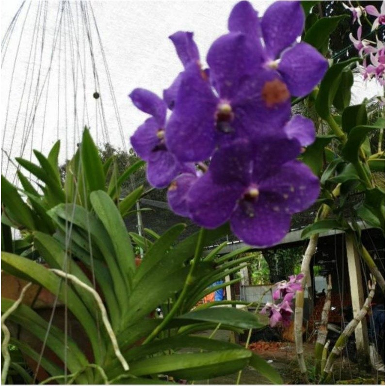 Anggrek Vanda ungu dewasa ( ungu tua )