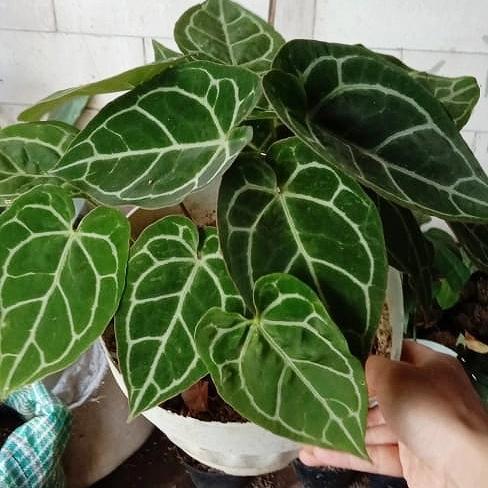 PROMO Indukan Anthurium Crystallinum Rimbun / Tanaman Hias Antorium Kuping Gajah