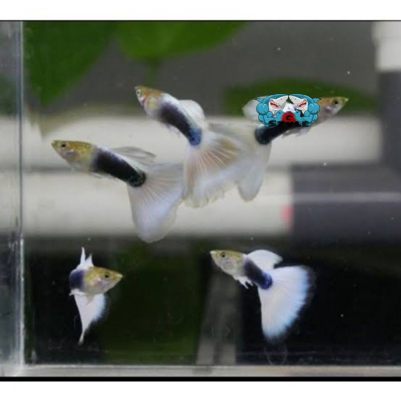 Dekorasi Hiasan Ikan Guppy HB White Sepasang Siap Breed