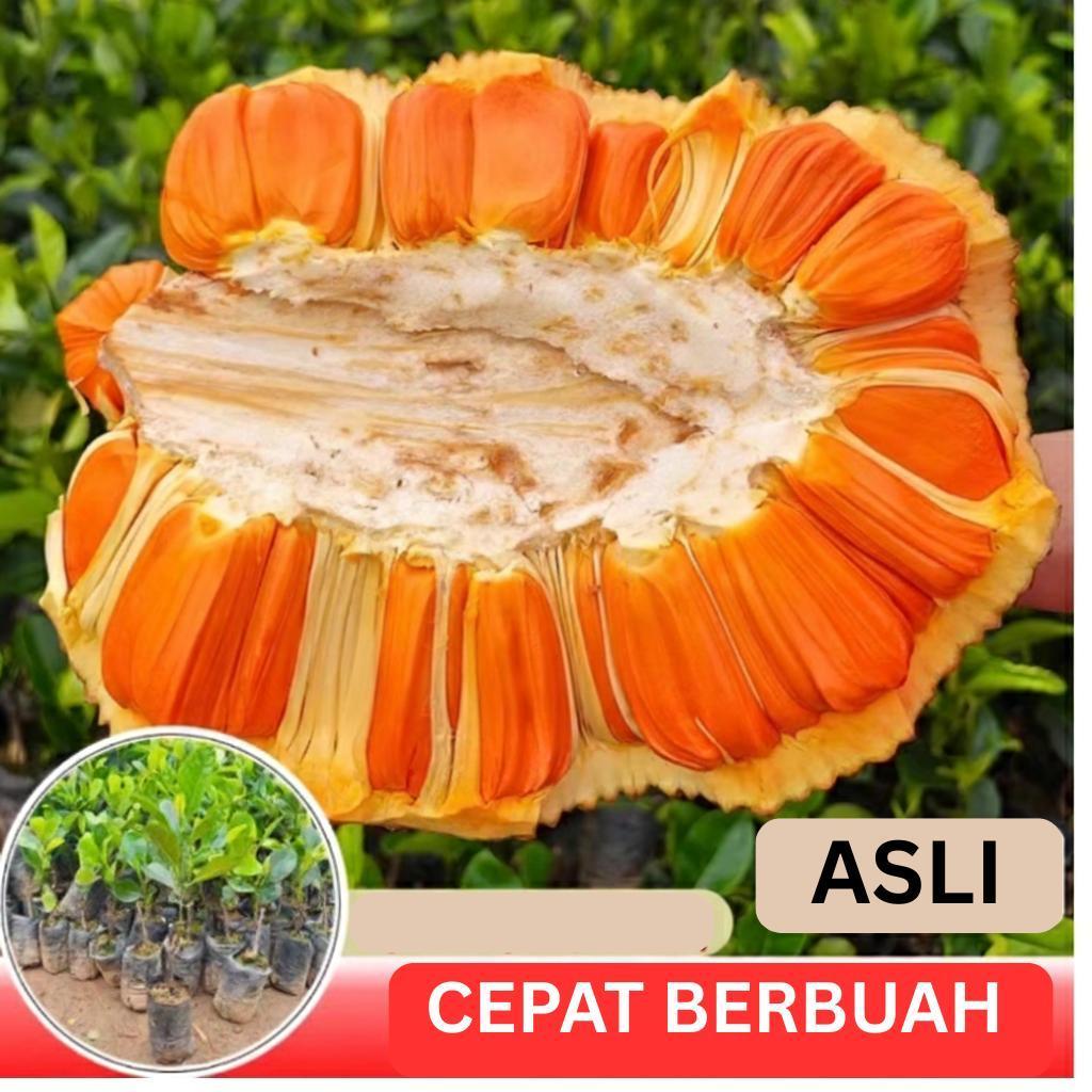 Bibit Buah NANGKA MERAH THAILAND MADU SUPER UNGGUL ASLI CEPAT BERBUAH HASIL OKULASI
