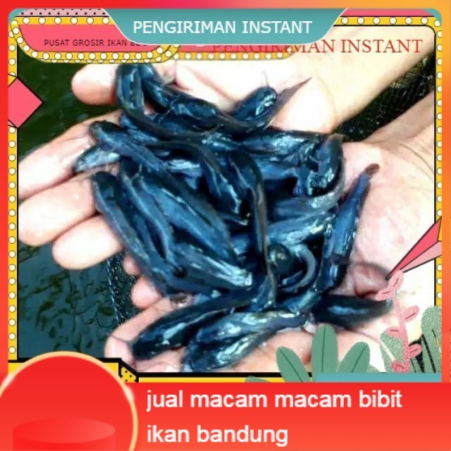 bibit / benih ikan lele ukuran 7-8 cm per ekor  GROSIR BANDUNG PER EKOR INSTANT  BDG MURAH terdekat 