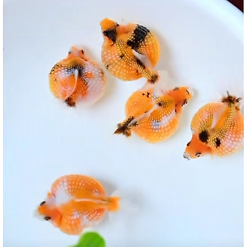 BIJIAN BABY KOKI MUTIARA TIKUS - SIZE TELUR PUYUH-BOLA PINGPONG