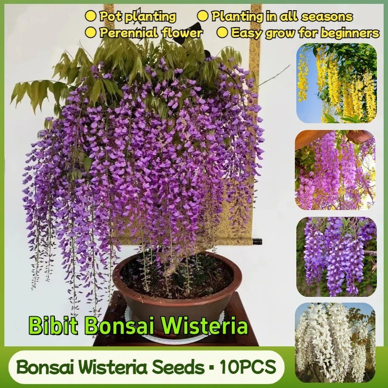 Bibit Bonsai Wisteria Untuk Ditanam (Perkecambahan Tinggi, 100 Buah) Bibit Bunga Pohon Wisteria Sega