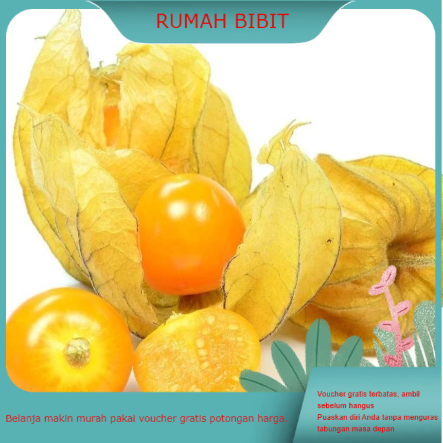 RBP BUTIR BENIH CIPLUKAN KUNING JUMBO IMPORT