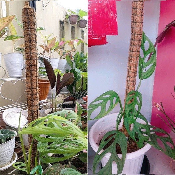 Turus penyangga tanaman serabut kelapa sabut kelapa cocofiber Turus 50cm Turus 75cm Turus 100cm Turu