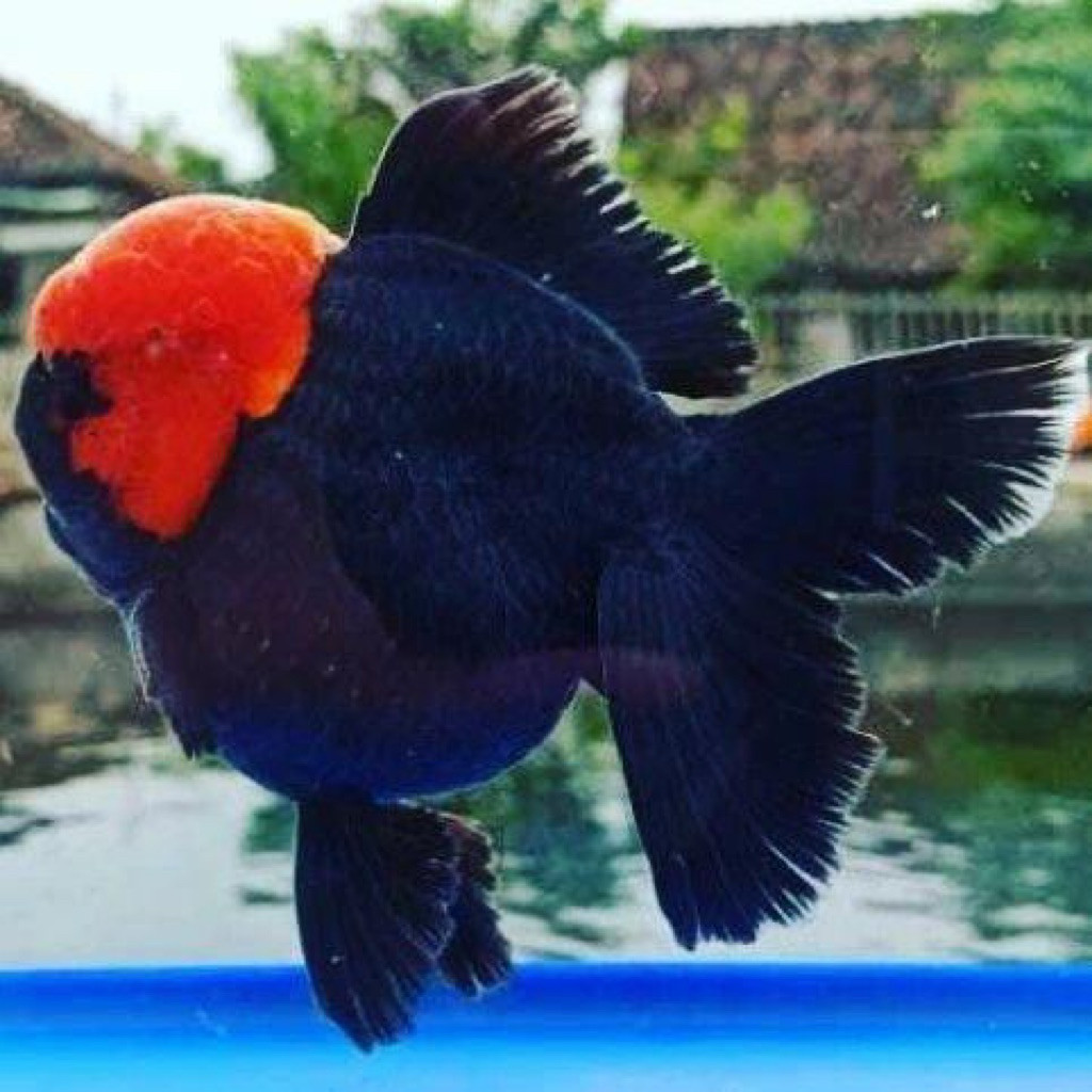 hiasan aquarium - Maskoki oranda Tancho ikan sultan 9-11 cm bergaransi