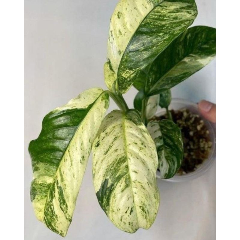 Tanaman Hias Rhaphidophora Puberula Variegated