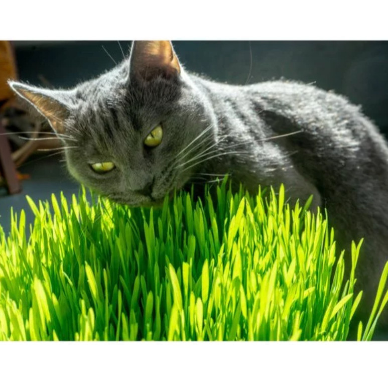 BA Benih Rumput gandum