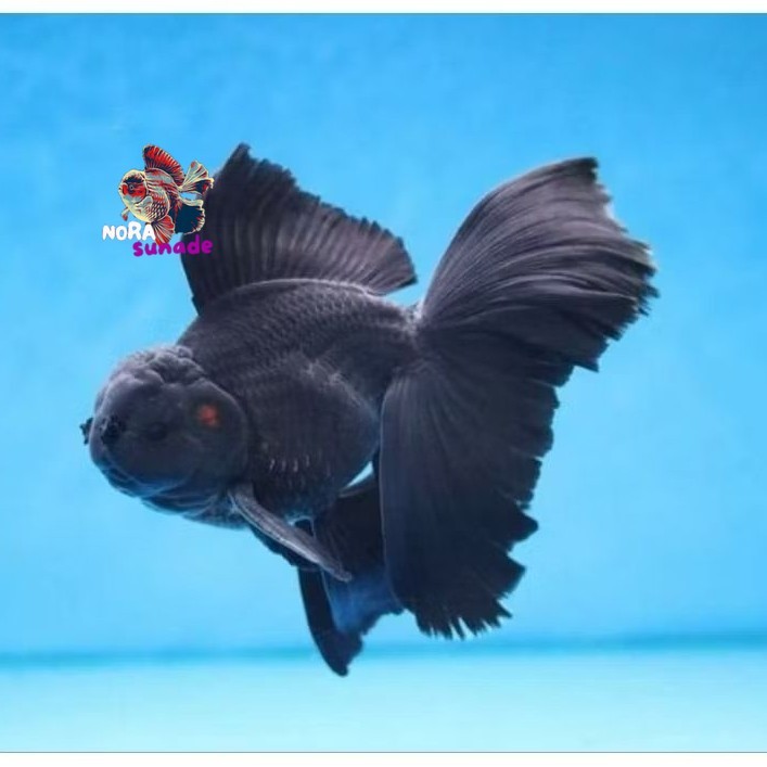Koki oranda hitam isi 3 untuk hiasan akuarium gen panda