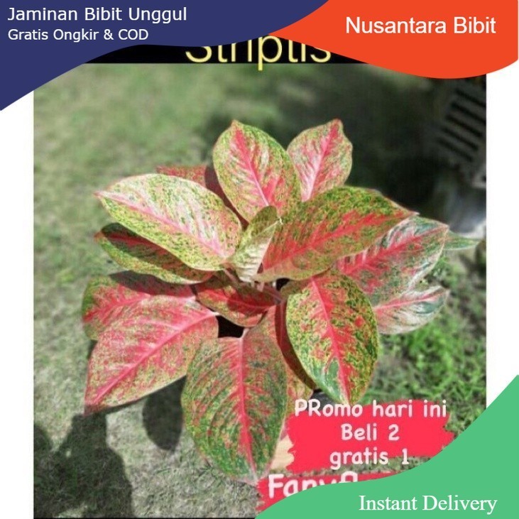 AGLONEMA / wulandari striptis