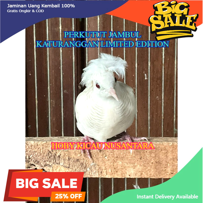 Perkutut Putih Lurik JAMBUL SONGGORATU Gacor Perkutut Lokal Warna
