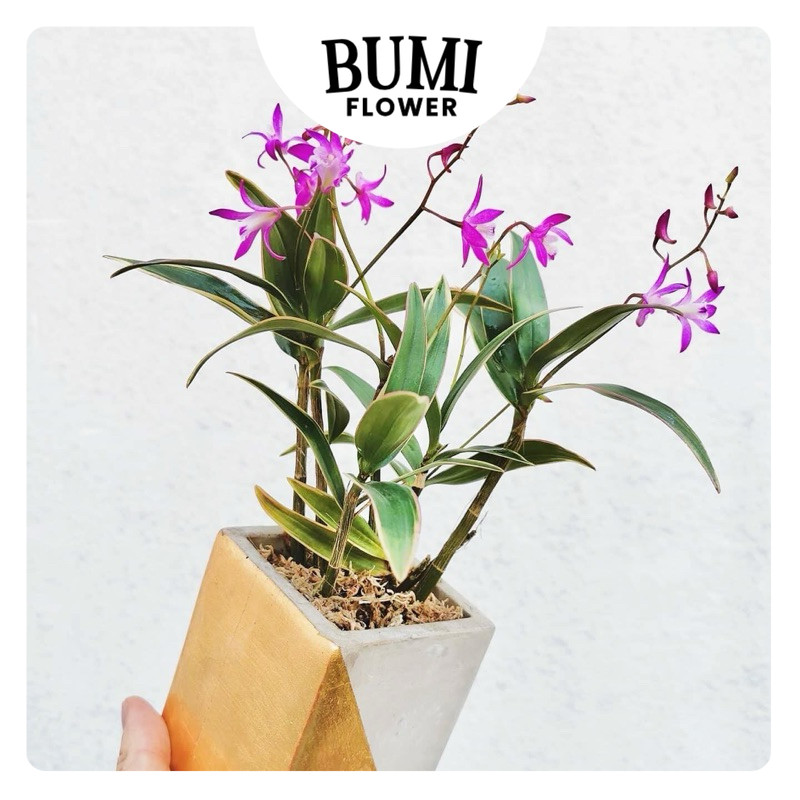 Dendrobium kingianum 'Variegata'  -  BUMI Orchids Anggrek Koleksi