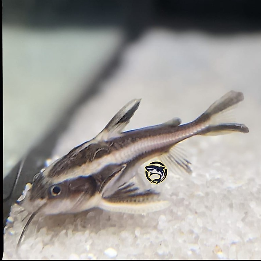 Ikan Hias Platy Doras / Pemakan Lumut / Pemakan Sisa Makanan Ikan Lain